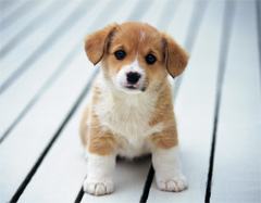 ������� ����� �����